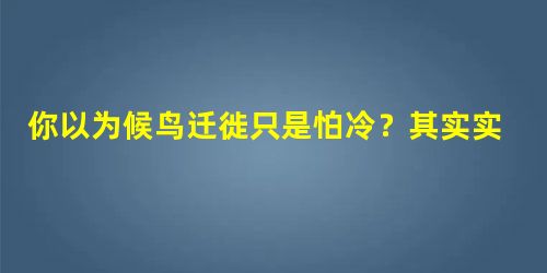 你以为候鸟迁徙只是怕冷？其实实我们至今都没搞清原因