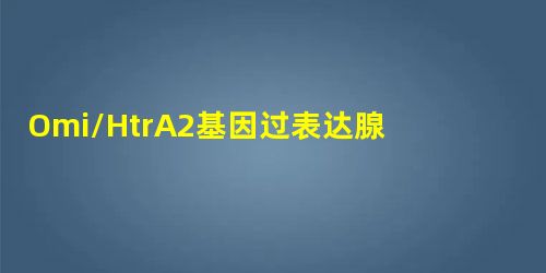 Omi/HtrA2基因过表达腺病毒载体的构建与鉴定