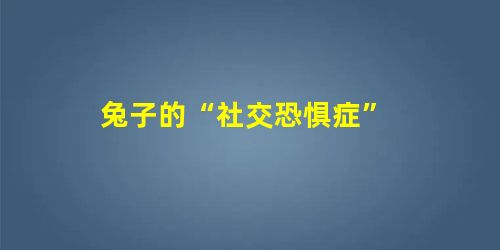 兔子的“社交恐惧症”