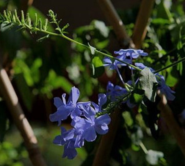 紫雪花