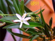 树茭瓜果