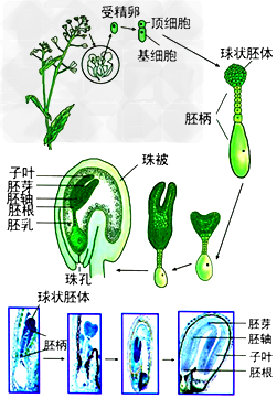被子植物的个体发育包括种子的形成和萌发、植株的生长和发育两个阶段，下列与此过程有关的叙述正确的是 [ ]A．植株发育过程中生殖器